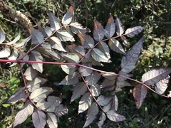 Aralia cordata