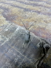 Gnaphalodes trachyderoides