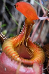 Nepenthes villosa