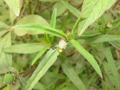 Eclipta prostrata