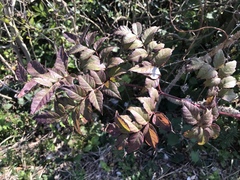 Aralia cordata