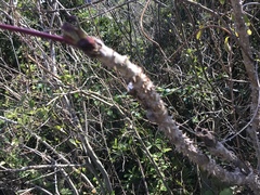 Aralia cordata
