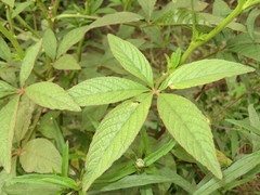 Cleome spinosa