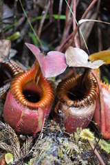 Nepenthes villosa