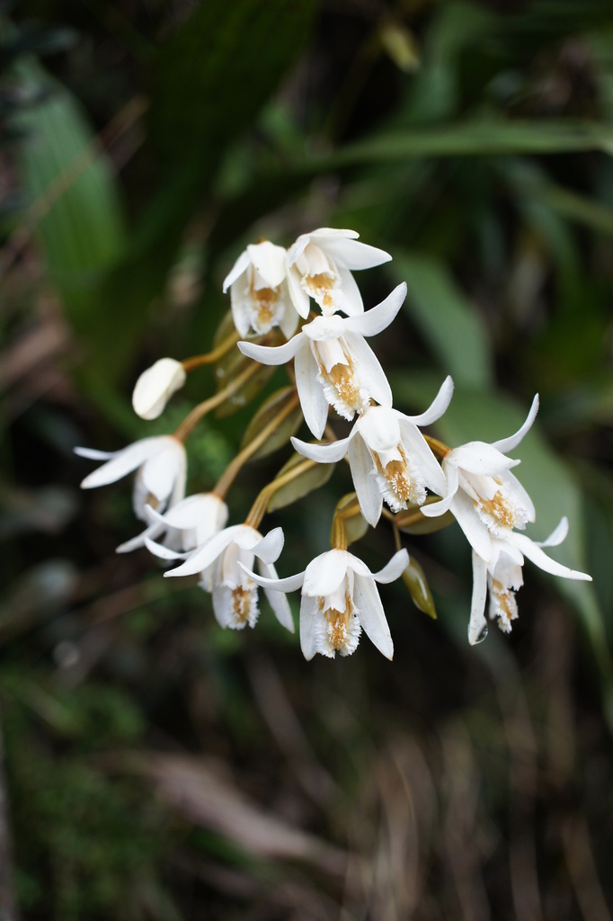 Coelogyne papillosa
