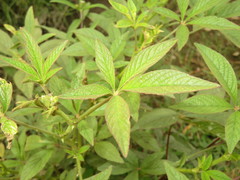Cleome spinosa