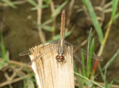 Erythrodiplax cleopatra