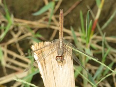 Erythrodiplax cleopatra