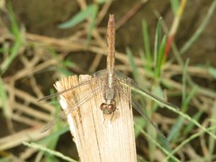 Erythrodiplax cleopatra