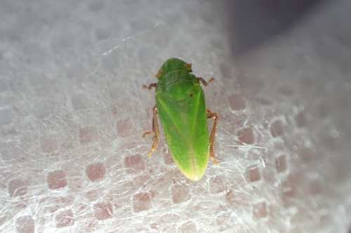 Tettigometra virescens