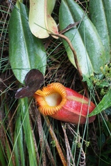 Nepenthes villosa