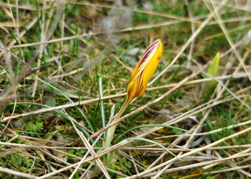 Crocus angustifolius, photograph 6