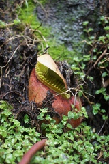 Nepenthes villosa