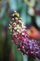 Nepenthes villosa