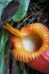 Nepenthes villosa