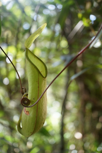 Nepenthes tentaculata