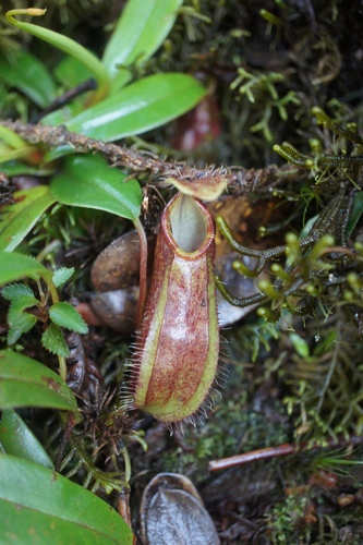 Nepenthes tentaculata