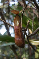 Nepenthes tentaculata
