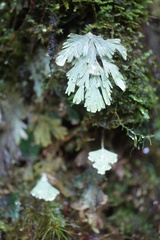 Hymenophyllum pallidum