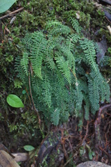 Lindsaea