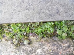 Lunularia cruciata