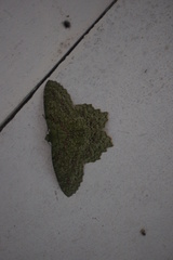 Herochroma urapteraria