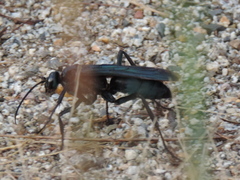 Pepsis mexicana