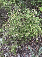 Vaccinium myrsinites