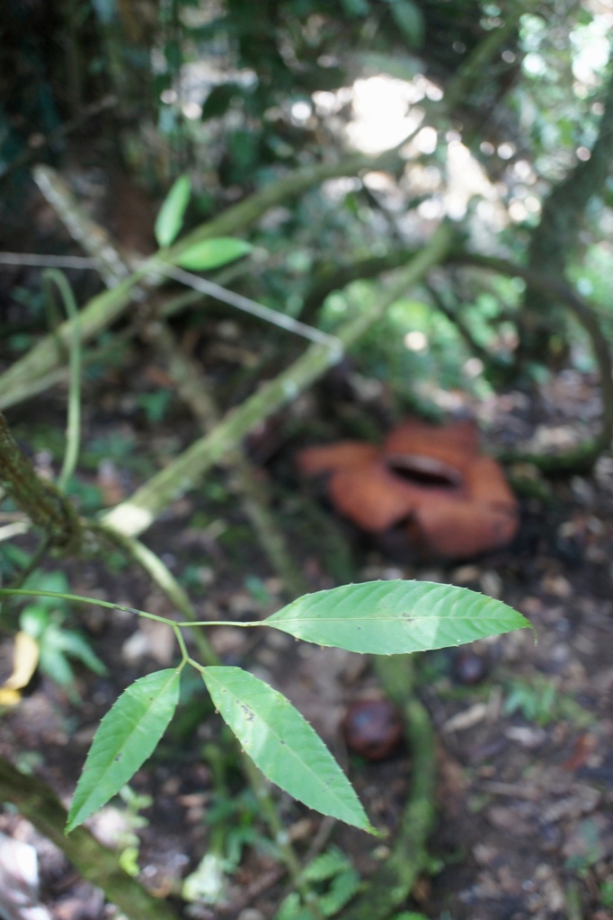Dây quai bị lá thon – Tetrastigma leucostaphylum