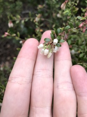 Vaccinium myrsinites