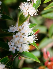 Myrtus communis