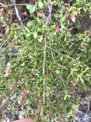 Vaccinium myrsinites