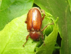 Ceraspis