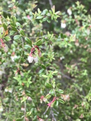 Vaccinium myrsinites