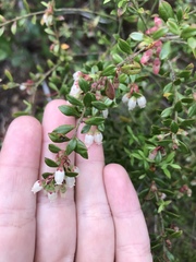 Vaccinium myrsinites