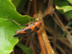 Oncopeltus zonatus