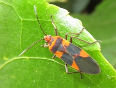 Oncopeltus zonatus