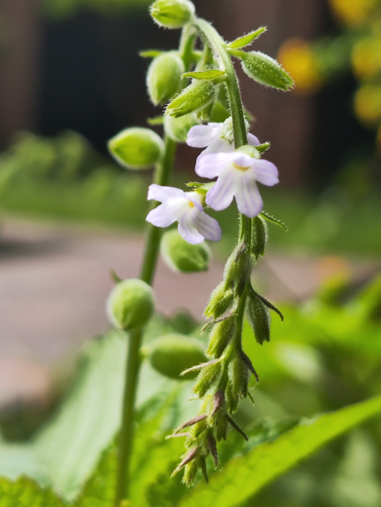Priva Lappulacea (Priva lappulacea)
