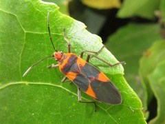 Oncopeltus zonatus