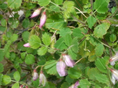 Ononis rotundifolia