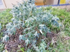 Buddleja davidii