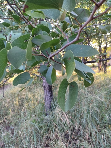 Mopane