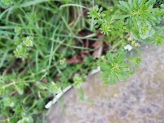 Galium aparine