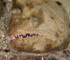 Indian Halibut photo 5