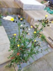 Sonchus oleraceus
