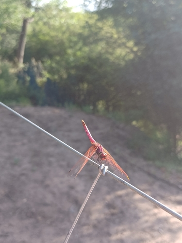 Violet Dropwing