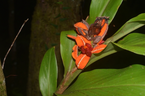 Hedychium philippinense