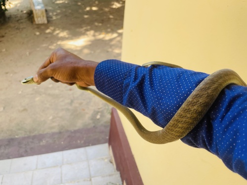 Black Mamba