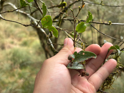 Camellia brevistyla iNat (1)
