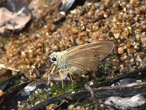 Brown Awl